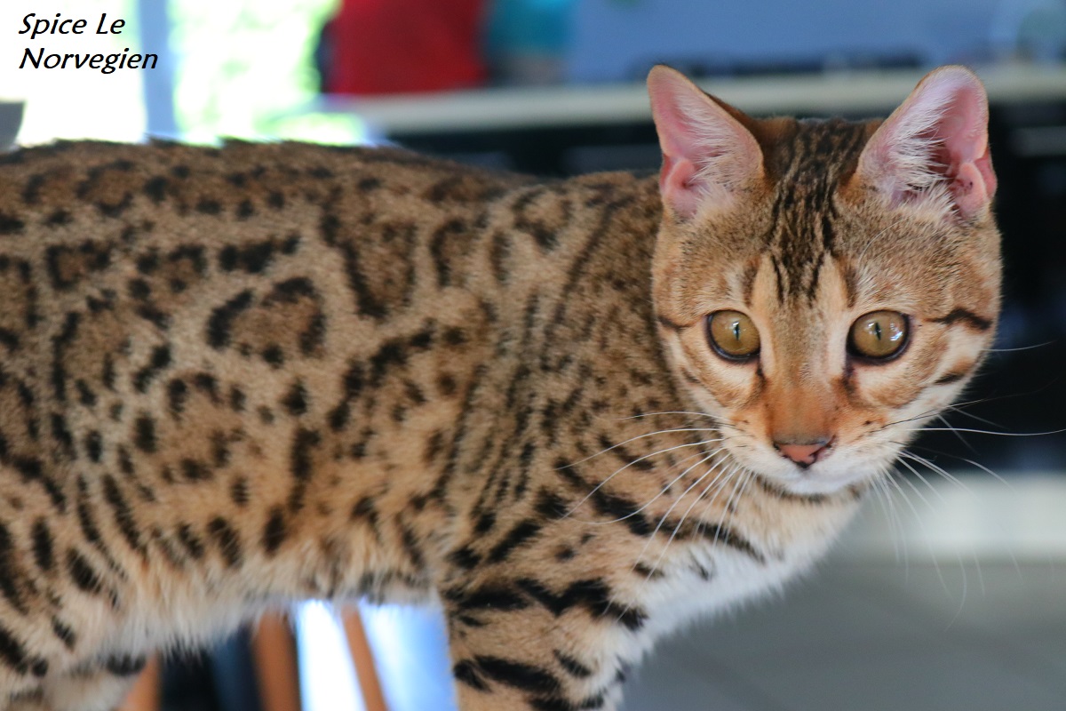 bengal brown 